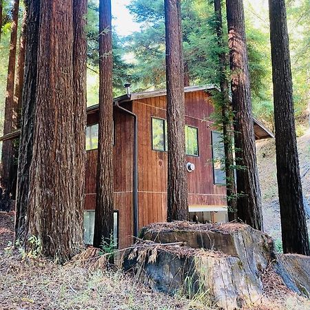 Apartmán Little House In The Redwoods With A Hot Tub! Garberville Exteriér fotografie